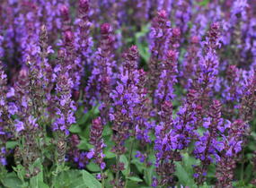 Šalvěj nádherná 'New Dimensions Blue' - Salvia superba 'New Dimensions Blue'