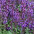 Salvia superba 'New Dimensions Blue'.JPG