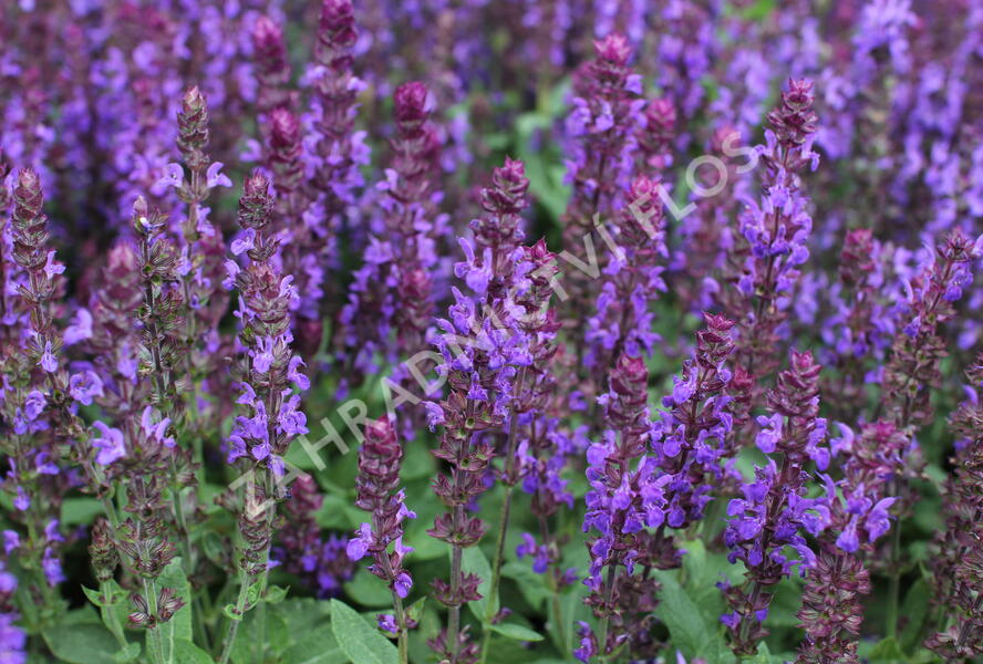 Šalvěj nádherná 'New Dimensions Blue' - Salvia superba 'New Dimensions Blue'