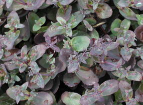 Rozchodník nachový 'Xenox' - Sedum telephium 'Xenox'
