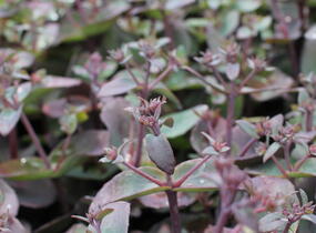 Rozchodník nachový 'Xenox' - Sedum telephium 'Xenox'
