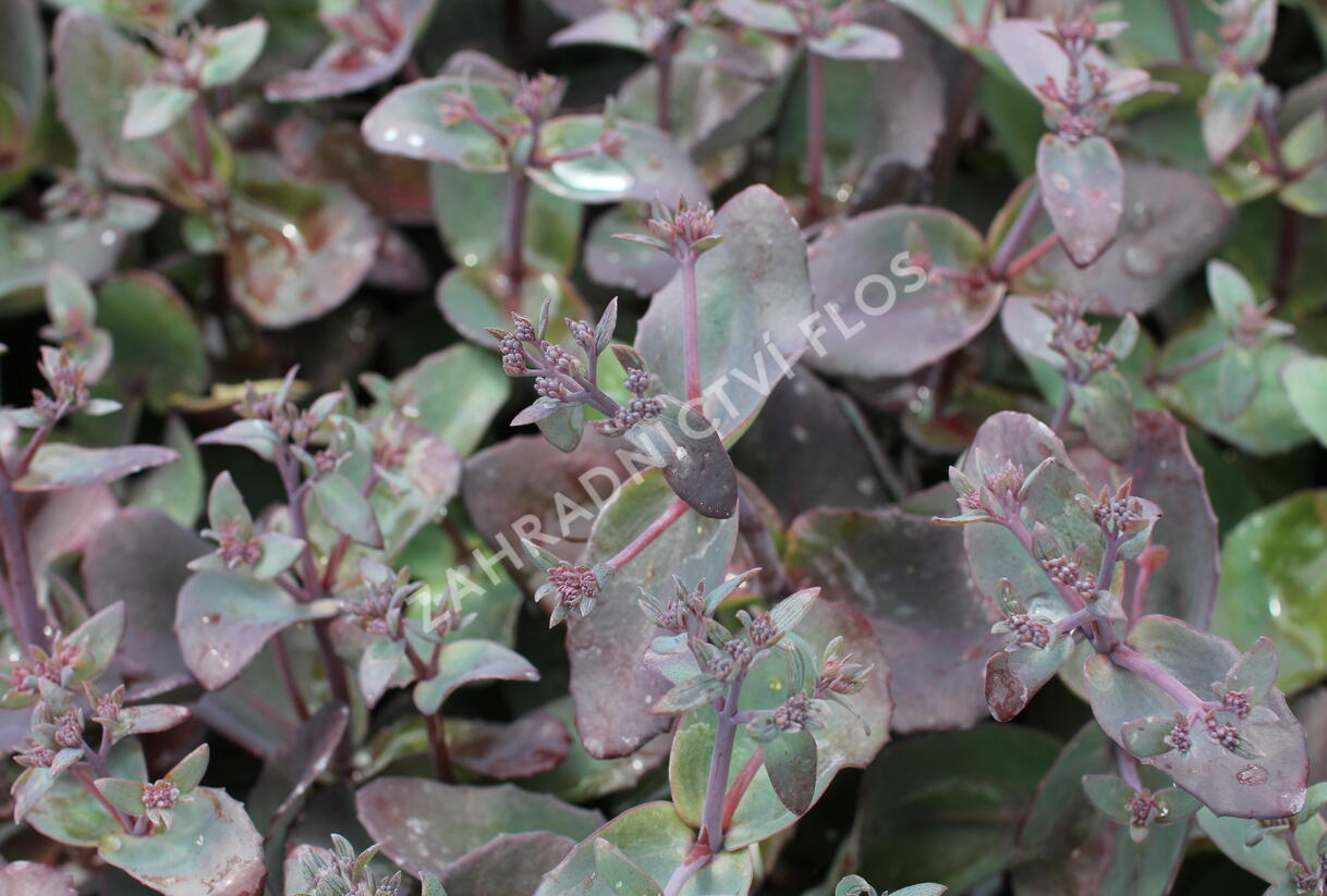 Rozchodník nachový 'Xenox' - Sedum telephium 'Xenox'