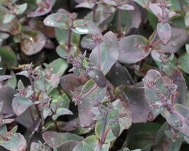 Rozchodník nachový 'Xenox'