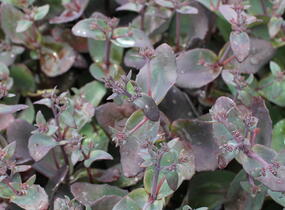 Rozchodník nachový 'Xenox' - Sedum telephium 'Xenox'