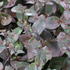 Sedum telephium 'Xenox'.JPG
