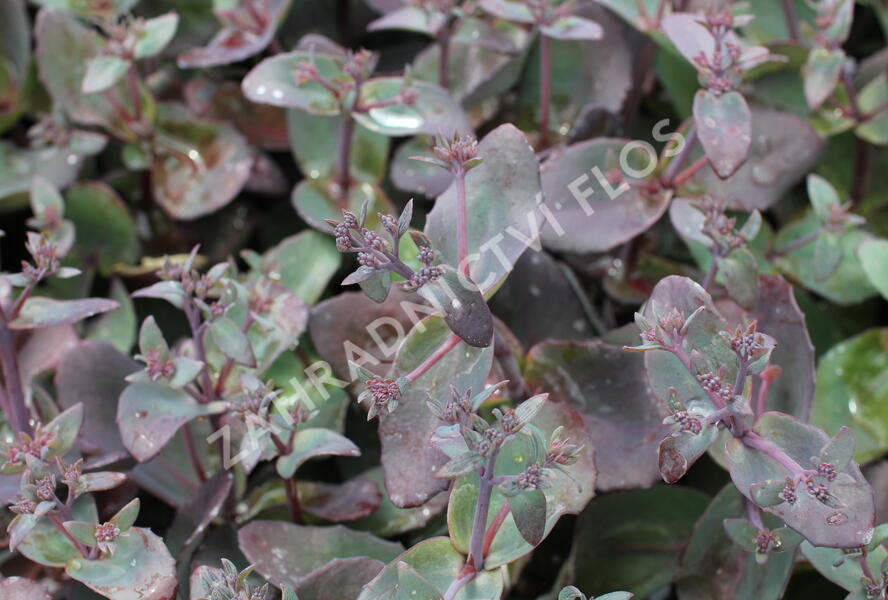 Rozchodník nachový 'Xenox' - Sedum telephium 'Xenox'