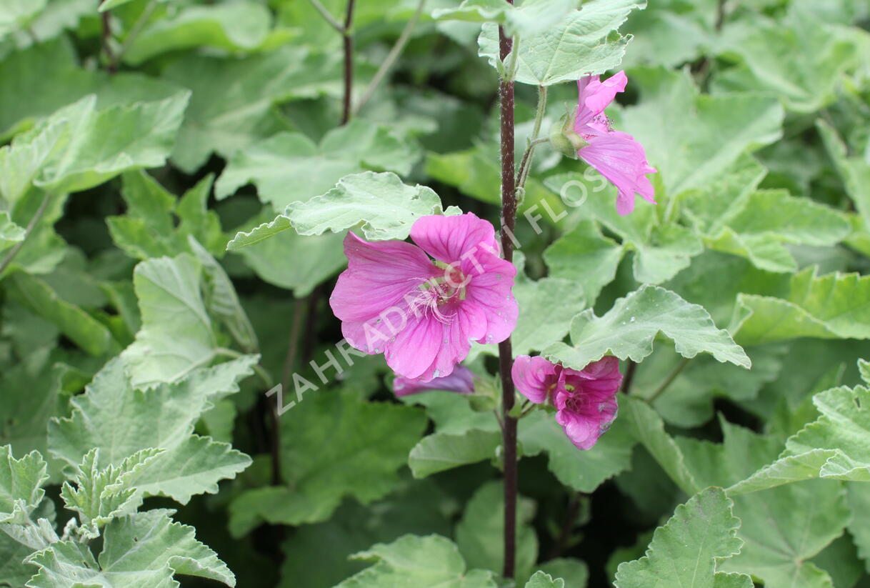 Slézovec 'Bredon Springs' - Lavatera olbia 'Bredon Springs'