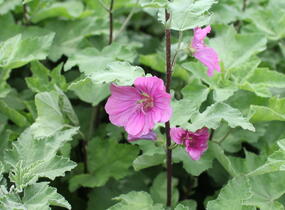 Slézovec 'Bredon Springs' - Lavatera olbia 'Bredon Springs'
