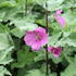Lavatera olbia 'Bredon Springs'_1.JPG