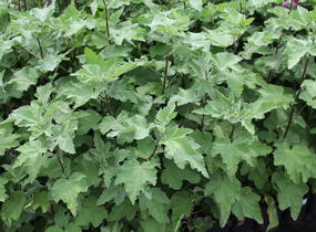 Slézovec 'Bredon Springs' - Lavatera olbia 'Bredon Springs'