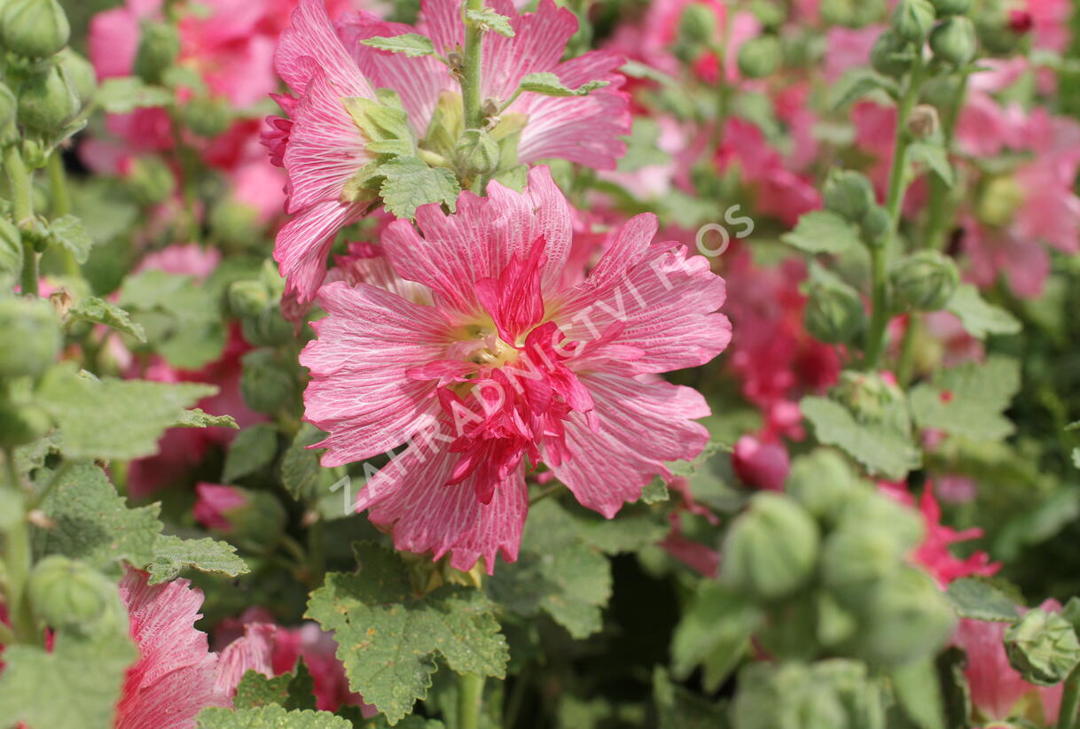 Topolovka růžová 'Ariella Rose' - Alcea rosea 'Ariella Rose'