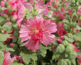 Topolovka růžová 'Ariella Rose'