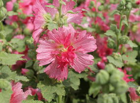 Topolovka růžová 'Ariella Rose' - Alcea rosea 'Ariella Rose'