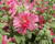 Topolovka růžová 'Ariella Rose'