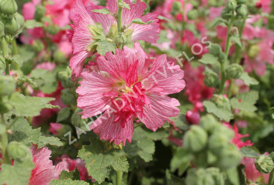 Topolovka růžová 'Ariella Rose' - Alcea rosea 'Ariella Rose'