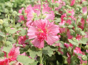 Topolovka růžová 'Ariella Rose' - Alcea rosea 'Ariella Rose'