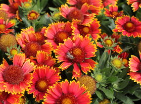 Kokarda osinatá 'Spin Top Orange Halo' - Gaillardia aristata 'Spin Top Orange Halo'