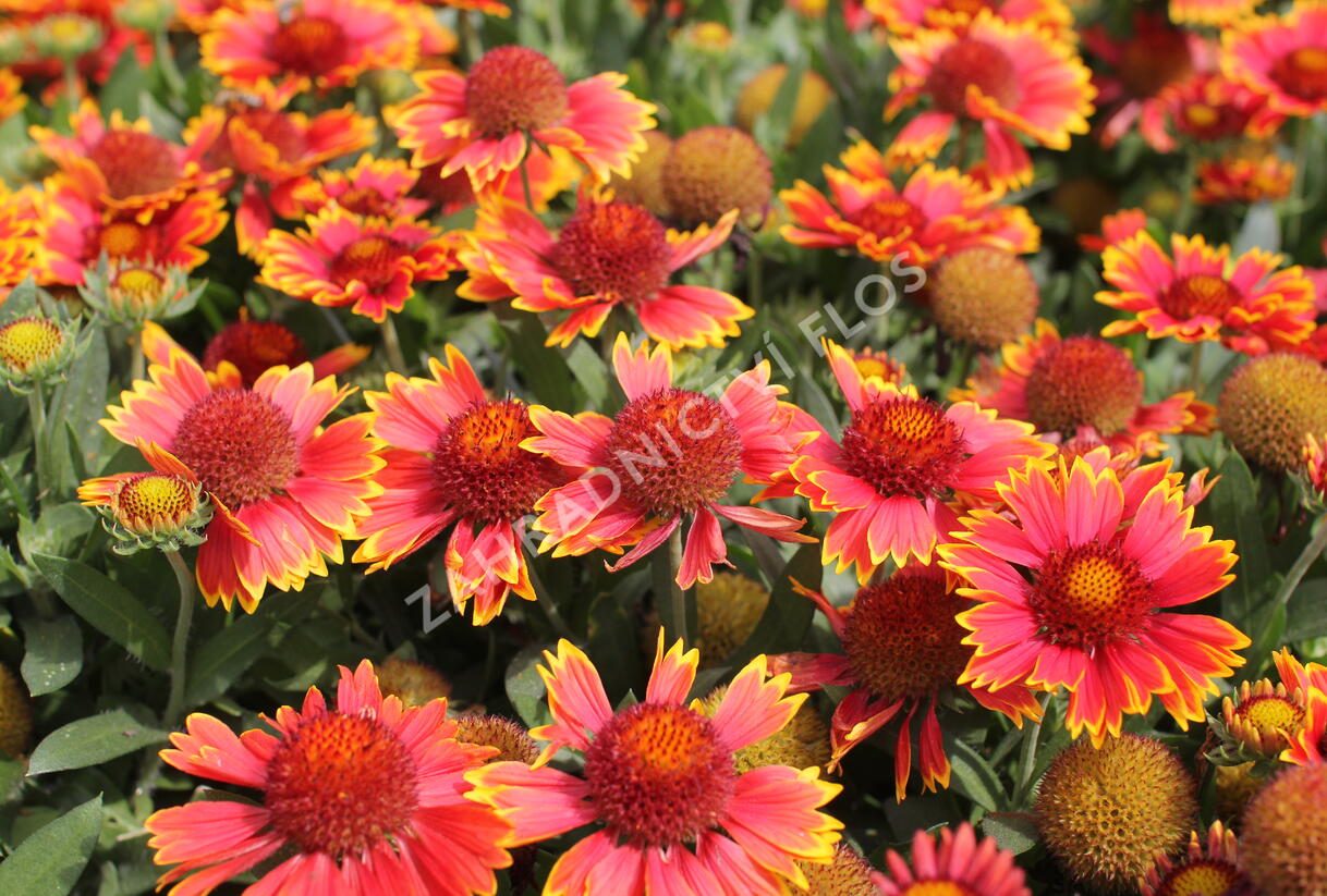 Kokarda osinatá 'Spin Top Orange Halo' - Gaillardia aristata 'Spin Top Orange Halo'