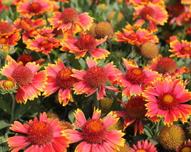 Kokarda osinatá 'Spin Top Orange Halo'