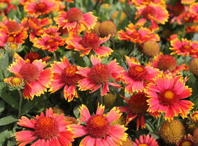 Kokarda osinatá 'Spin Top Orange Halo' - Gaillardia aristata 'Spin Top Orange Halo'