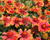 Kokarda osinatá 'Spin Top Orange Halo'