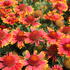 Gaillardia aristata 'Spin Top Orange Halo'.JPG