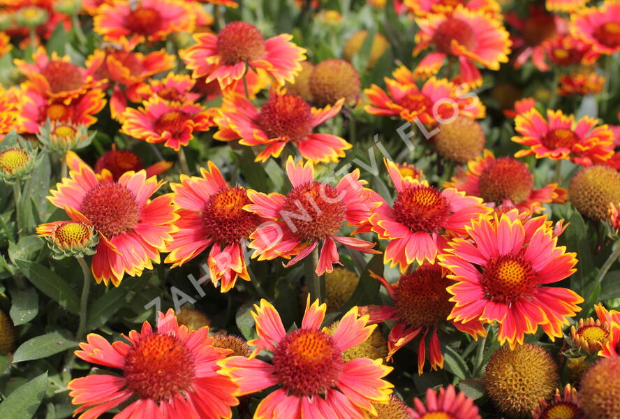 Kokarda osinatá 'Spin Top Orange Halo' - Gaillardia aristata 'Spin Top Orange Halo'