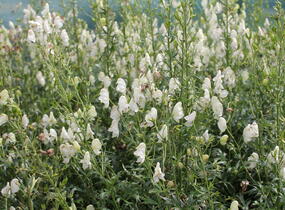Oměj horský 'Album' - Aconitum napellus 'Album'