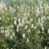 Aconitum napellus 'Album'.JPG