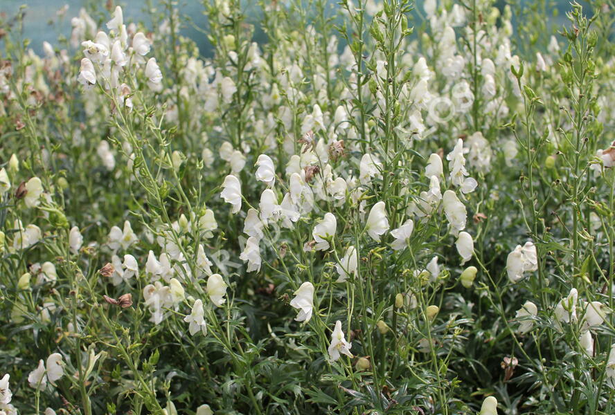 Oměj horský 'Album' - Aconitum napellus 'Album'
