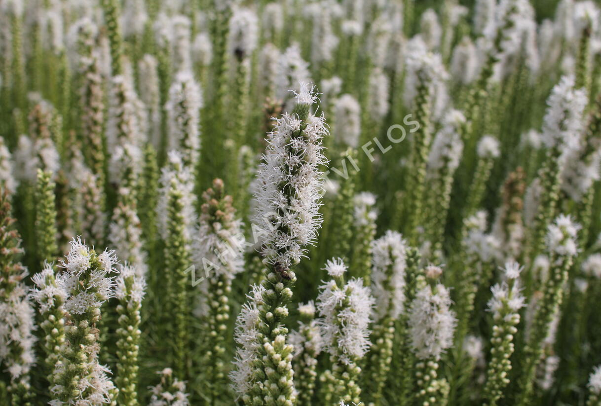 Šuškarda 'Floristan Weiss' - Liatris spicata 'Floristan Weiss'