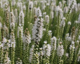 Šuškarda 'Floristan Weiss'