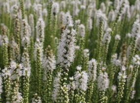Šuškarda 'Floristan Weiss' - Liatris spicata 'Floristan Weiss'