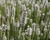 Šuškarda 'Floristan Weiss'