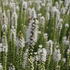 Liatris spicata 'Floristan Weiss'_1.JPG