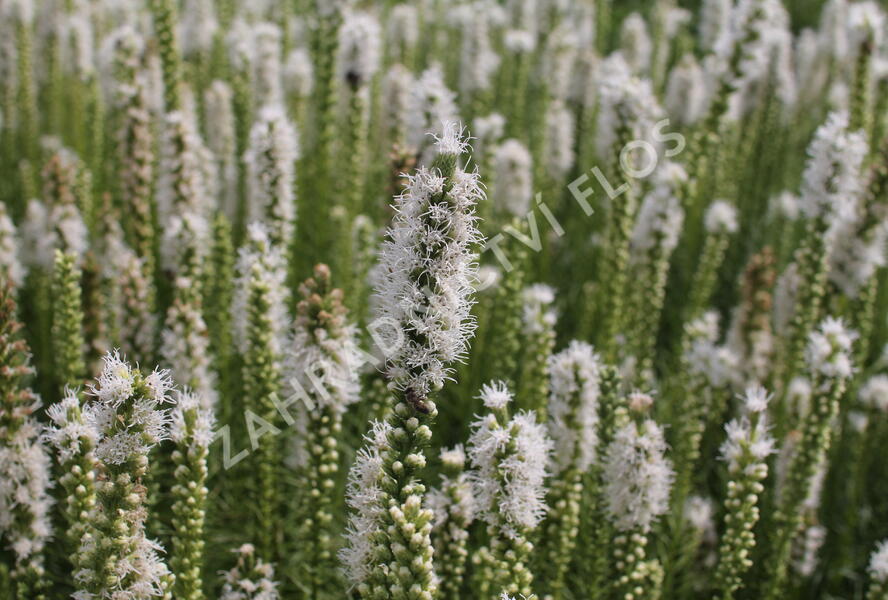Šuškarda 'Floristan Weiss' - Liatris spicata 'Floristan Weiss'