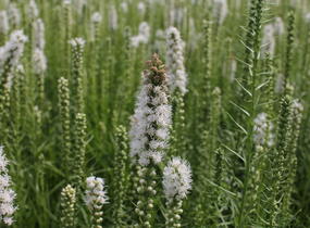 Šuškarda 'Floristan Weiss' - Liatris spicata 'Floristan Weiss'