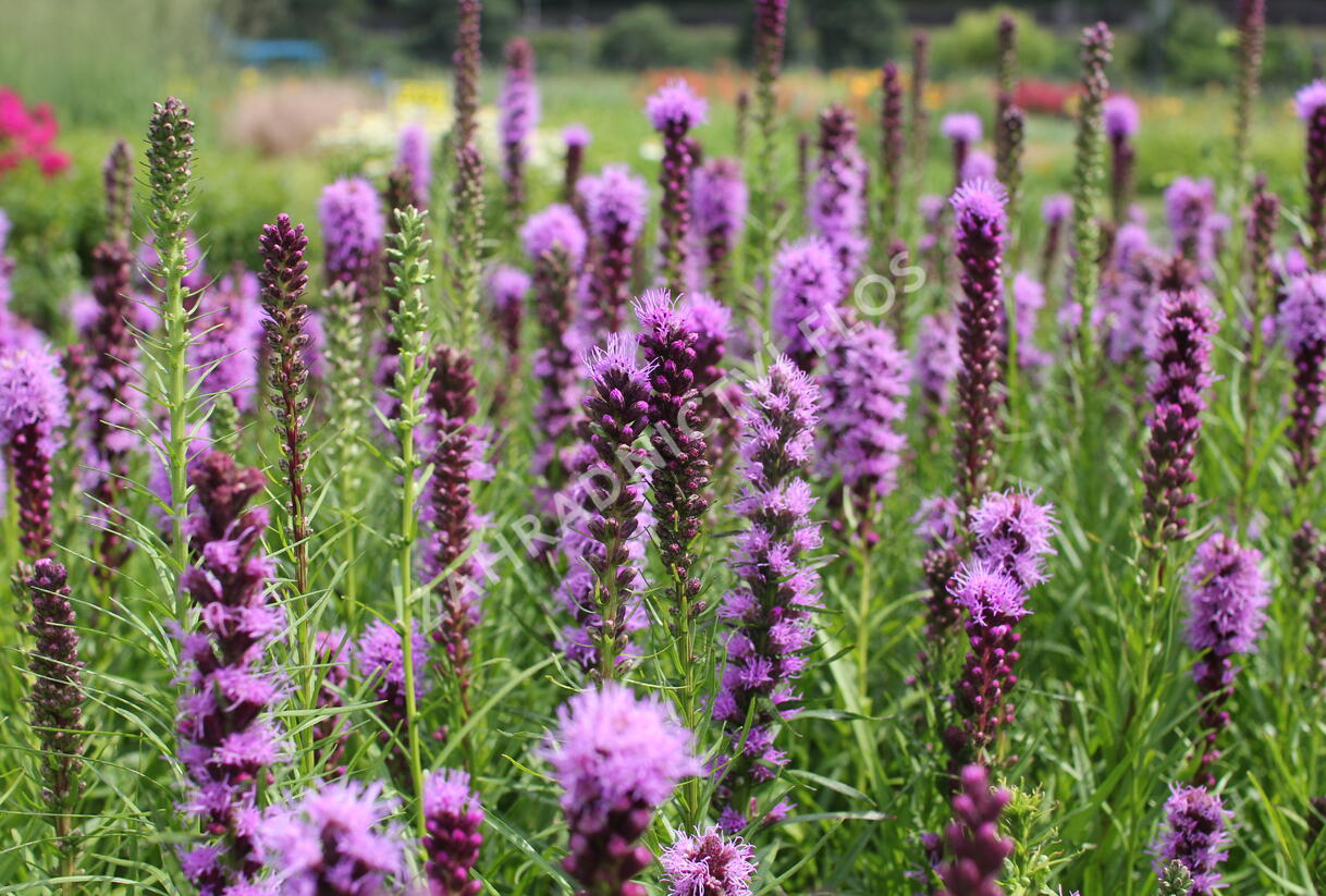 Šuškarda 'Kobold' - Liatris spicata 'Kobold'