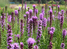 Šuškarda 'Kobold' - Liatris spicata 'Kobold'