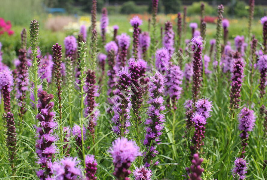 Šuškarda 'Kobold' - Liatris spicata 'Kobold'