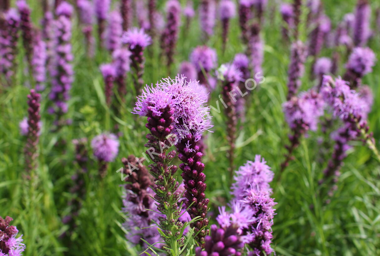 Šuškarda 'Kobold' - Liatris spicata 'Kobold'