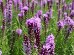 Šuškarda 'Kobold' - Liatris spicata 'Kobold'
