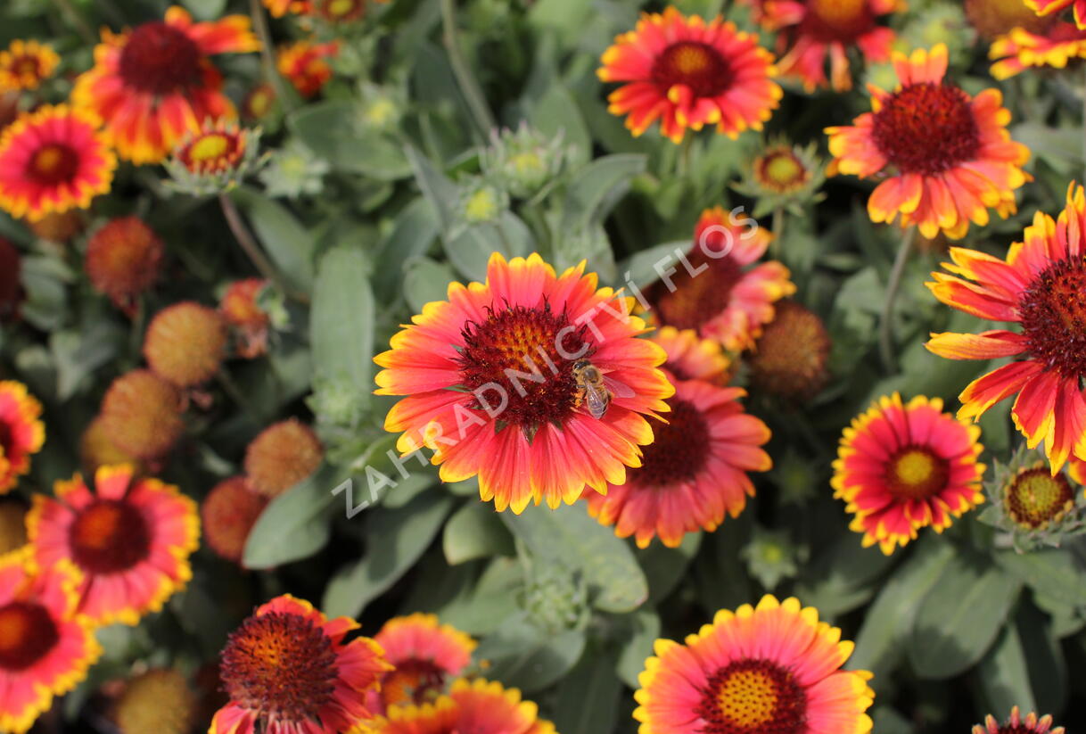 Kokarda osinalá 'Eclipse Fire Dance' - Gaillardia aristata 'Eclipse Fire Dance'