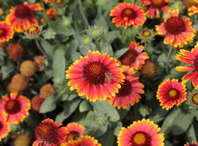 Kokarda osinalá 'Eclipse Fire Dance' - Gaillardia aristata 'Eclipse Fire Dance'