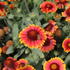 Gaillardia aristata 'Eclipse Fire Dance'_1.JPG