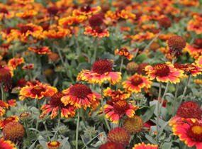 Kokarda osinalá 'Eclipse Fire Dance' - Gaillardia aristata 'Eclipse Fire Dance'