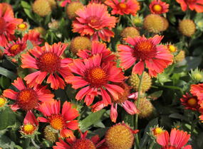 Kokarda osinatá 'Spin Top Yellow Touch' - Gaillardia aristata 'Spin Top Yellow Touch'