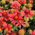 Gaillardia aristata 'Spin Top Yellow Touch'_1.JPG