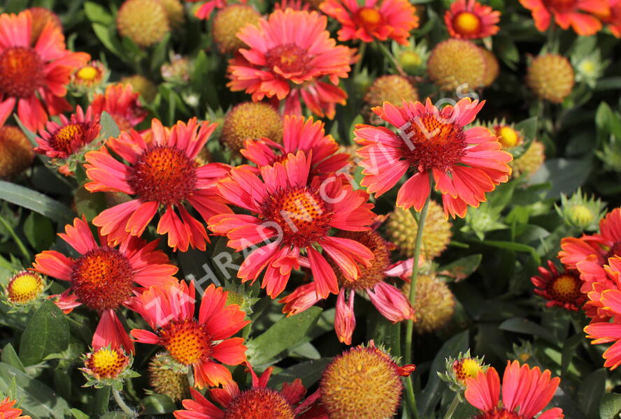 Kokarda osinatá 'Spin Top Yellow Touch' - Gaillardia aristata 'Spin Top Yellow Touch'