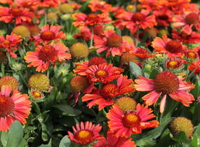 Kokarda osinatá 'Spin Top Yellow Touch' - Gaillardia aristata 'Spin Top Yellow Touch'